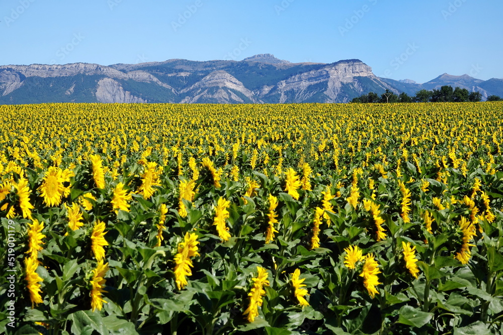 Sonnenblumen in der Provence