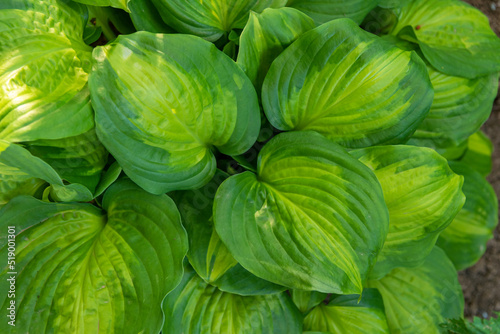 Decorative hosta grass with large green leaves.