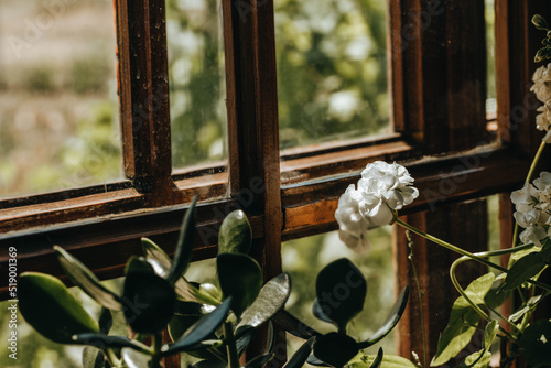 White blooming geranium flower on the old unpainted wooden frame with windowsill. Potted plant in old vintage building during summer. Traditional window of old abandoned rough house in Ukraine