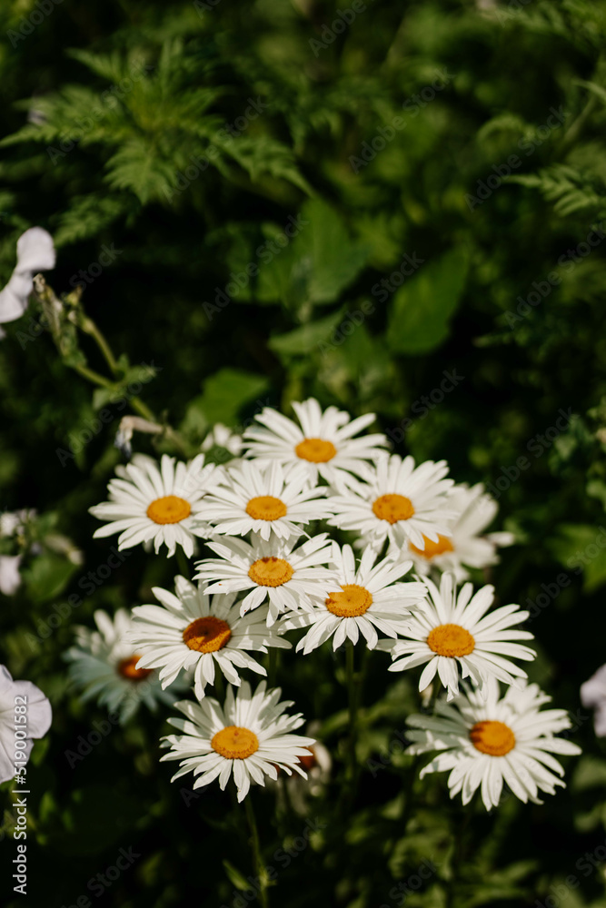 Big chamomile flowers on a field on a sunny day in the nature. Daisy flowers wide background. Chamomile pharmacy (otherwise Matricaria chamomilla, chamomile stripped, Camila, blink, blush, maiden flow Big chamomile flowers on a field on a sunny day in the nature. Daisy flowers wide background. Chamomile pharmacy (otherwise Matricaria chamomilla, chamomile stripped, Camila, blink, blush, maiden flow