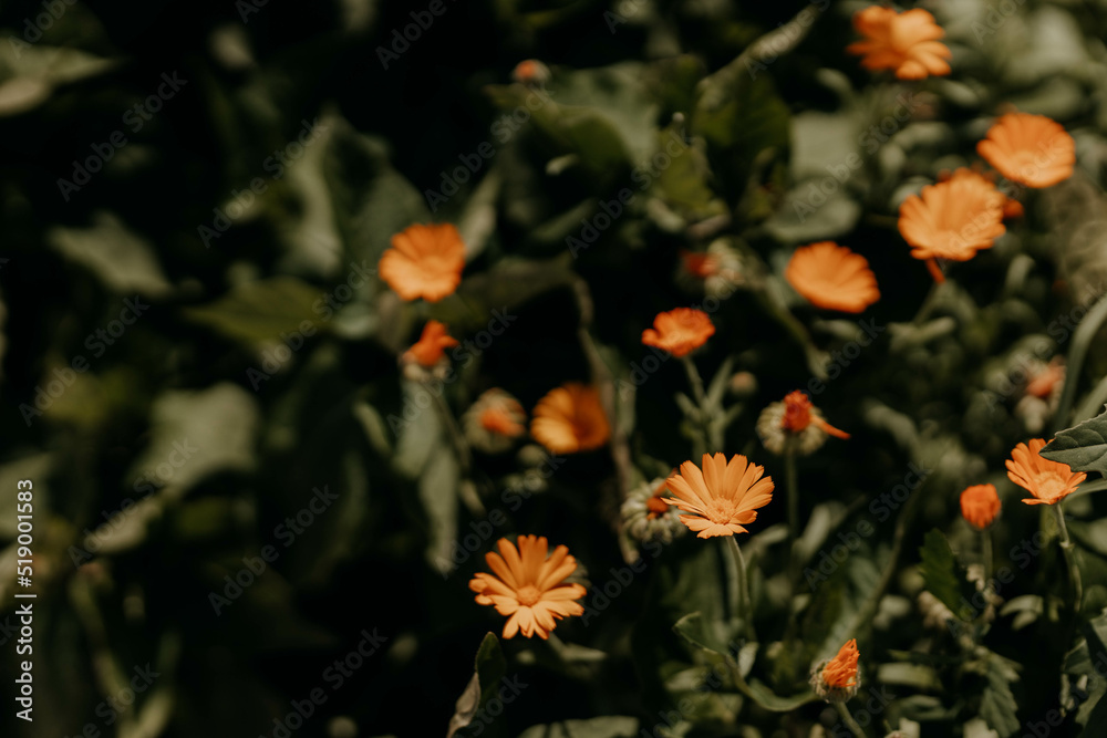 calendula flowers blooming in garden, sunny day in the nature. Orange flowers wide background. Calendula officinalis is used in pharmacy. Dark picture tone. blooming in the garden. Medicinal plant calendula flowers blooming in garden, sunny day in the nature. Orange flowers wide background. Calendula officinalis is used in pharmacy. Dark picture tone. blooming in the garden. Medicinal plant