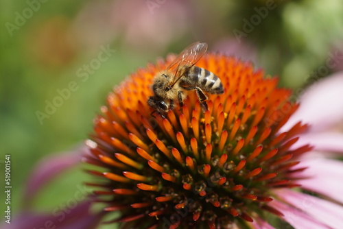 Jeżówka, echinacea 