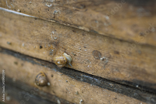 Snail farm. Board on which snails grow on a snail farm outdoors. Snail farming. Growing snails on a farm. Edible snails on sunny day. Production Mollusk snails. Helix Aspersa Muller. Organic Farming