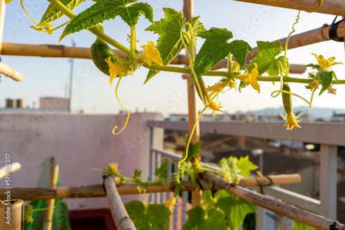 Small cucumber plant with yellow flower in garden bed. Flowering cucumbers in biological raised-bed garden.
