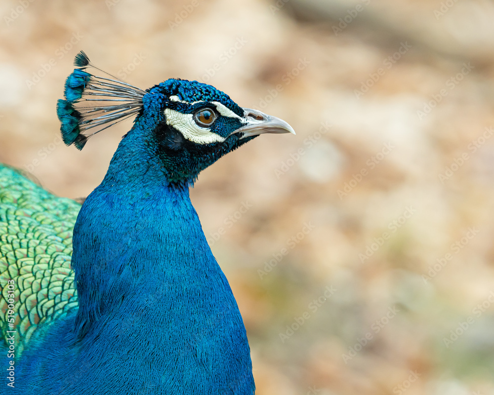 Blue - Green Peafowl Head and Neck Blue - Green Peafowl Head and Neck