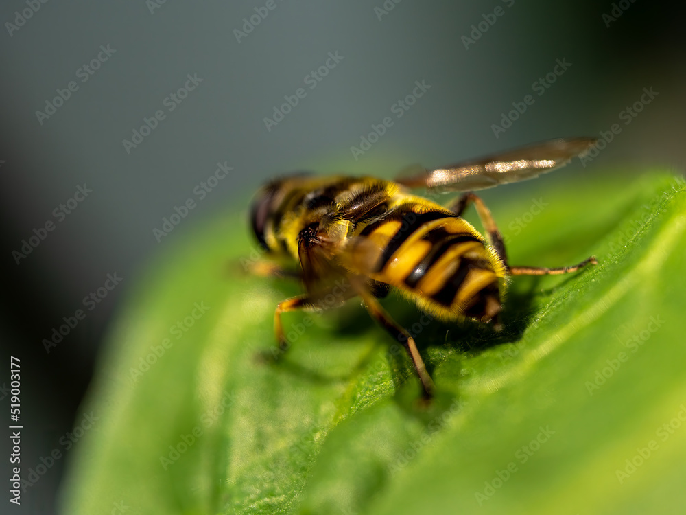 Landed Hover Fly in close up view with bokeh background Landed Hover Fly in close up view with bokeh background