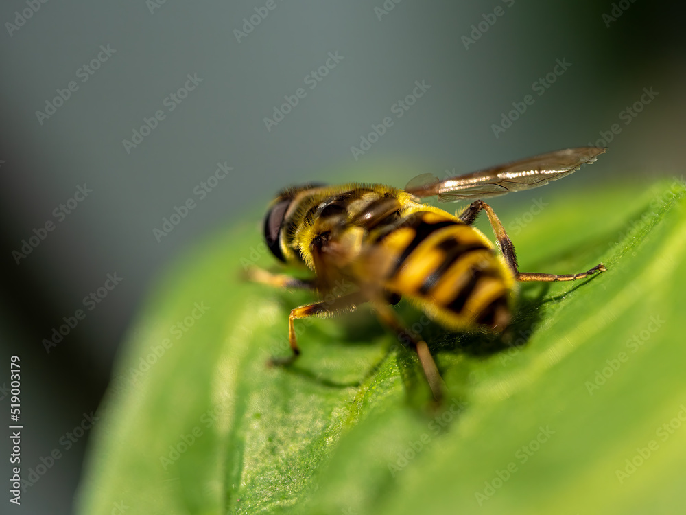 Landed Hover Fly in close up view with bokeh background Landed Hover Fly in close up view with bokeh background