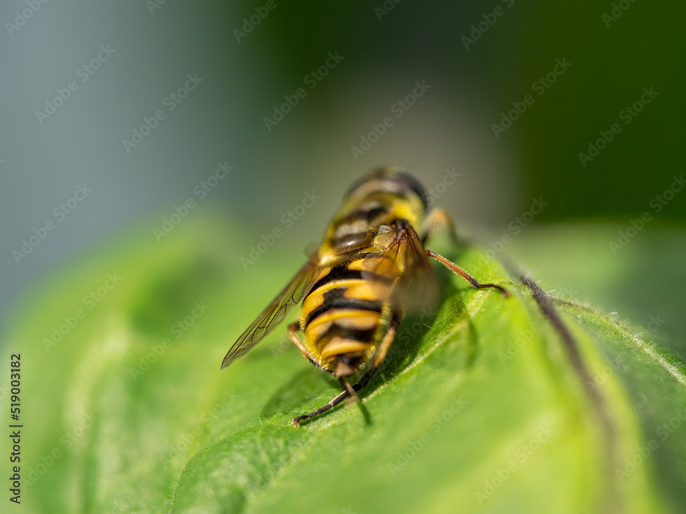 Landed Hover Fly in close up view with bokeh background Landed Hover Fly in close up view with bokeh background
