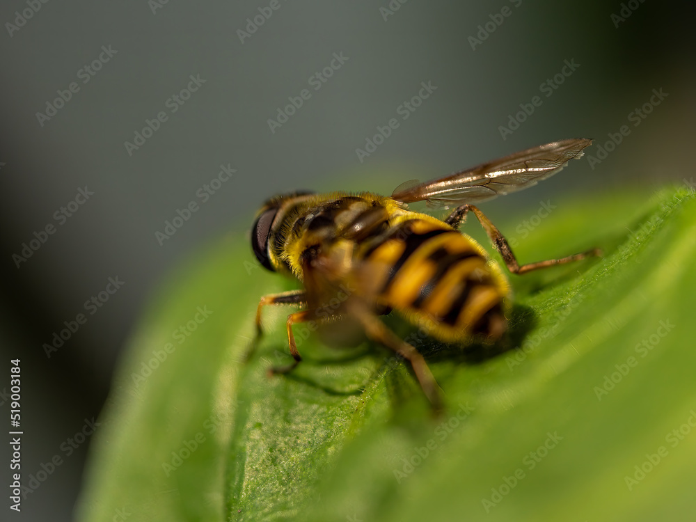 Landed Hover Fly in close up view with bokeh background Landed Hover Fly in close up view with bokeh background