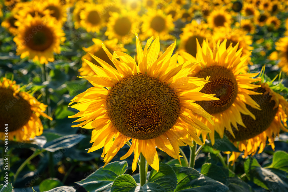 Sunflower fields And blue Sky clouds Background.Sunflower fields landscapes on a bright sunny day with patterns formed in natural background.