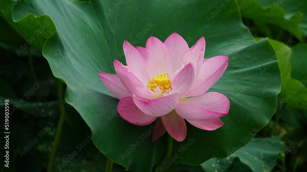 lotus and lotus leaves in the lotus field