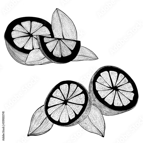 Set Hand drawn lemons with leaves: lemon wedges, half a lemon. Citrus organic...