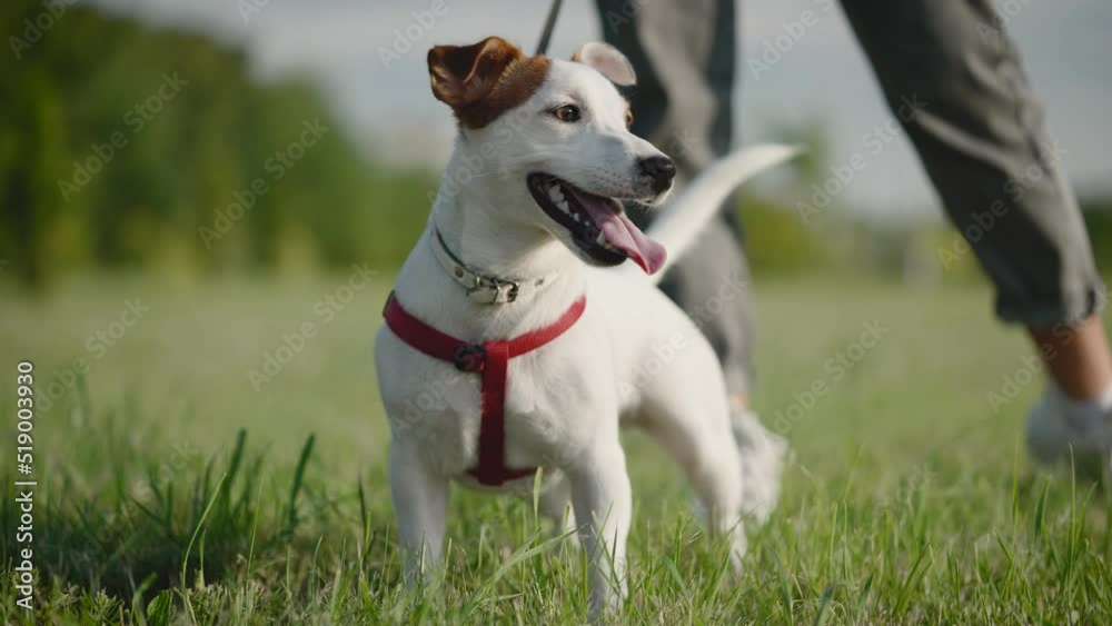 Jack Russell Terrier walks in the park with his owner. Summer day in the city. Jack Russell Terrier walks in the park with his owner. Summer day in the city.