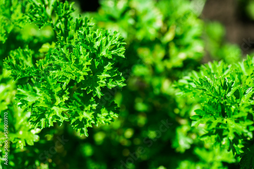 Parsley grows in the the garden area. Green background of parsley leaves  top view close-up