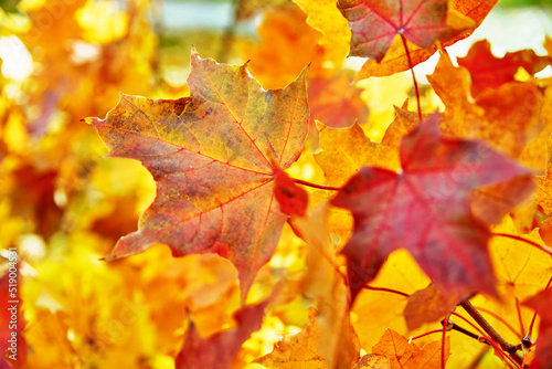 Autumn background. Colorful maple leaves close up