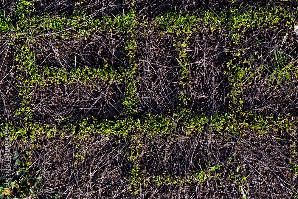 The paving slabs are covered with dry grass, and the space between the tiles is overgrown with green grass. Textured, unusual pattern of dry and green grass, on top of paving slabs. The paving slabs are covered with dry grass, and the space between the tiles is overgrown with green grass. Textured, unusual pattern of dry and green grass, on top of paving slabs.