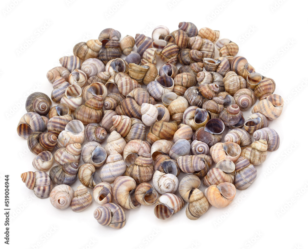 Bunch of brown shells. Bunch of brown shells.