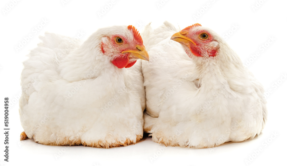 Fototapeta premium Two white chickens.