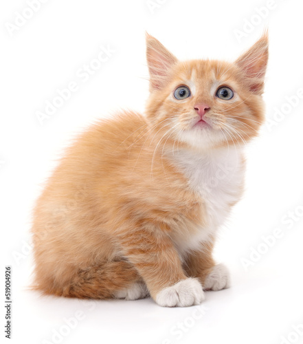 Beautiful red kitten.