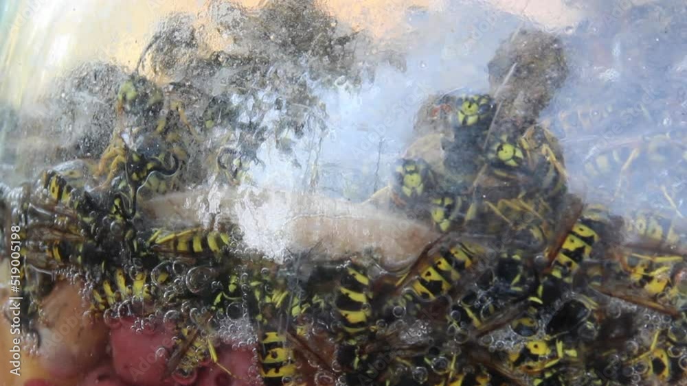 a many wasps in jar with syrup as a handmade wasp trap Stock ビデオ