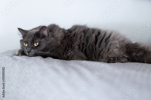 Selective focus view of grey cat with bright yellow eyes staring intently while lying down on bed © Anne Richard