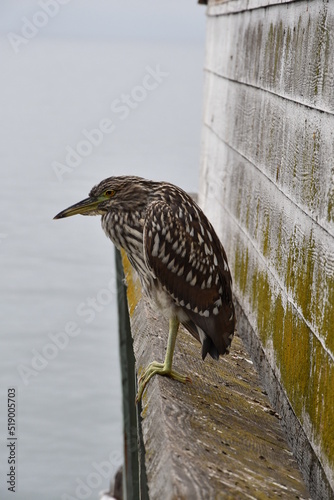 The start of a new journey in the colors of birds and the looks they give you when taking photos of them.