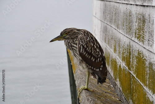 The start of a new journey in the colors of birds and the looks they give you when taking photos of them.