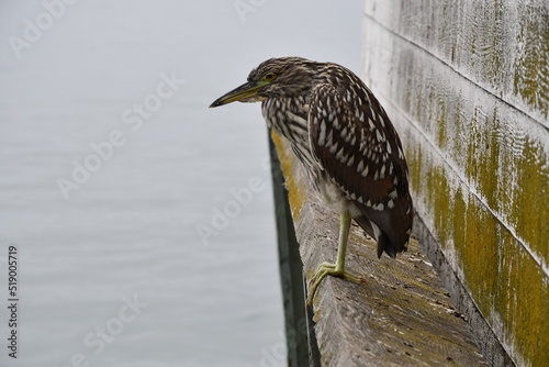 The start of a new journey in the colors of birds and the looks they give you when taking photos of them.