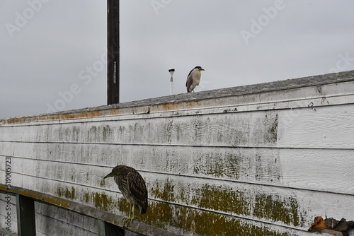 The start of a new journey in the colors of birds and the looks they give you when taking photos of them.