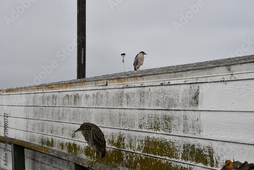 The start of a new journey in the colors of birds and the looks they give you when taking photos of them.
