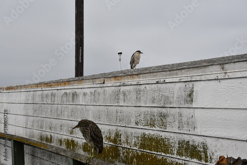 The start of a new journey in the colors of birds and the looks they give you when taking photos of them.