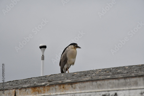 The start of a new journey in the colors of birds and the looks they give you when taking photos of them.
