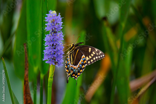 Palamedes Swallowtail Butterfly photo