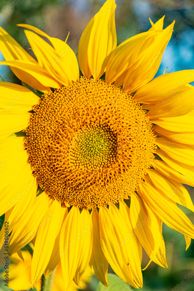 Obraz premium sunflower close up