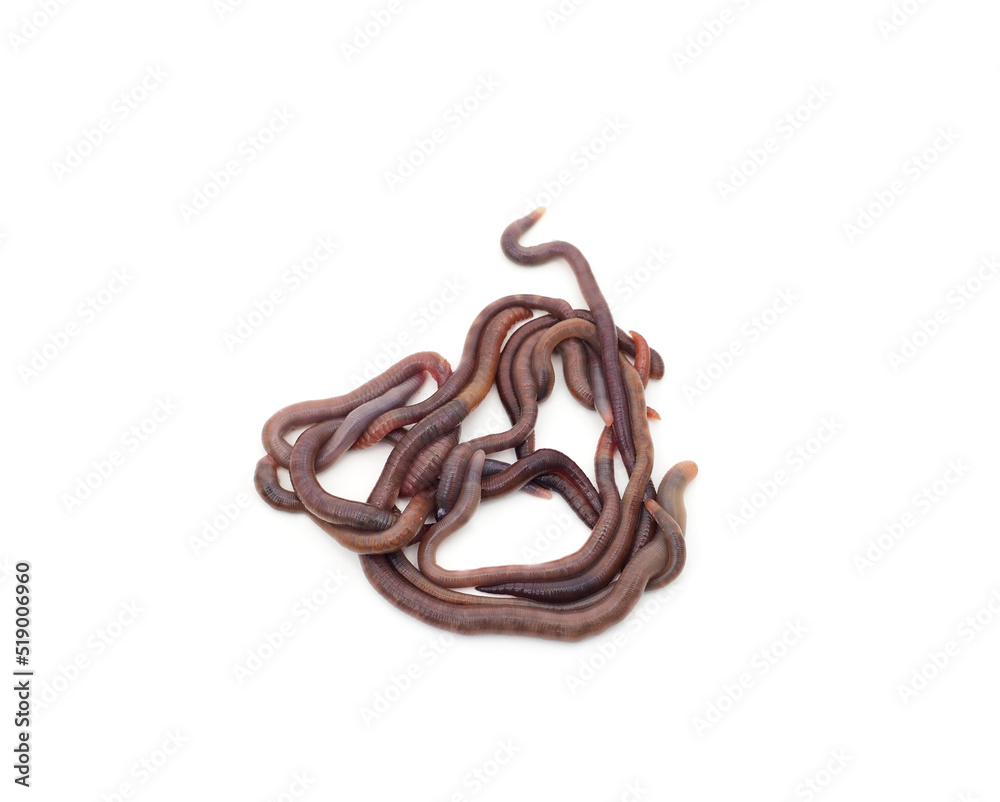 Naklejka premium A bunch of earthworms.