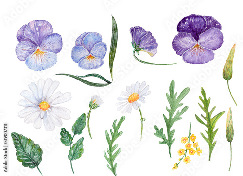 Watercolor illustration  Flower set. Summer . Flowers and leaves. Pansies  chamomile  buds  spikelets