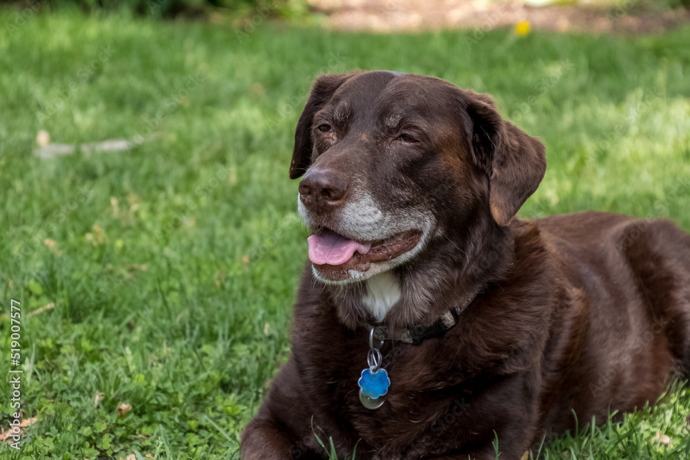 Gray-haired, aging chocolate labrador retriever lying down in the grass