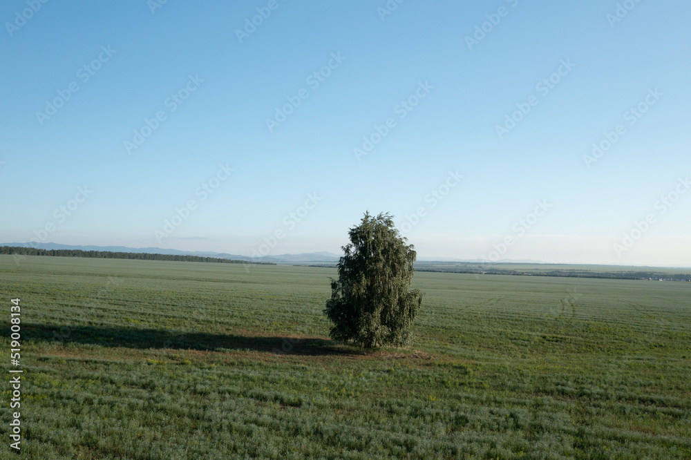 Lonely tree among green agriculture field