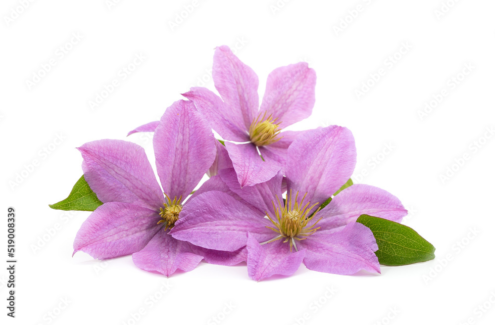 Fototapeta premium Purple clematis with green leaves.