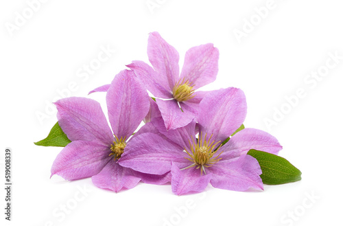 Purple clematis with green leaves.