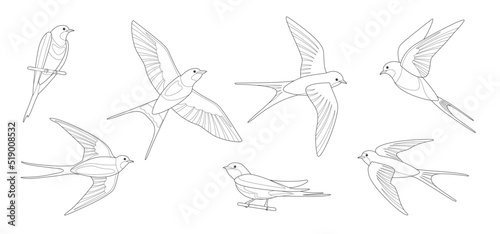Outlined flying swallows. Coloring page of bird in flight. Vector flat illustration isolated on white.