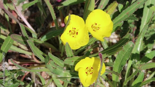 Yellow flowering axillary indeterminate racemose subpedicellate spike inflorescence of Camissoniopsis Bistorta, Onagraceae, native annual monoclinous herb in northwest San Diego County, Springtime. photo
