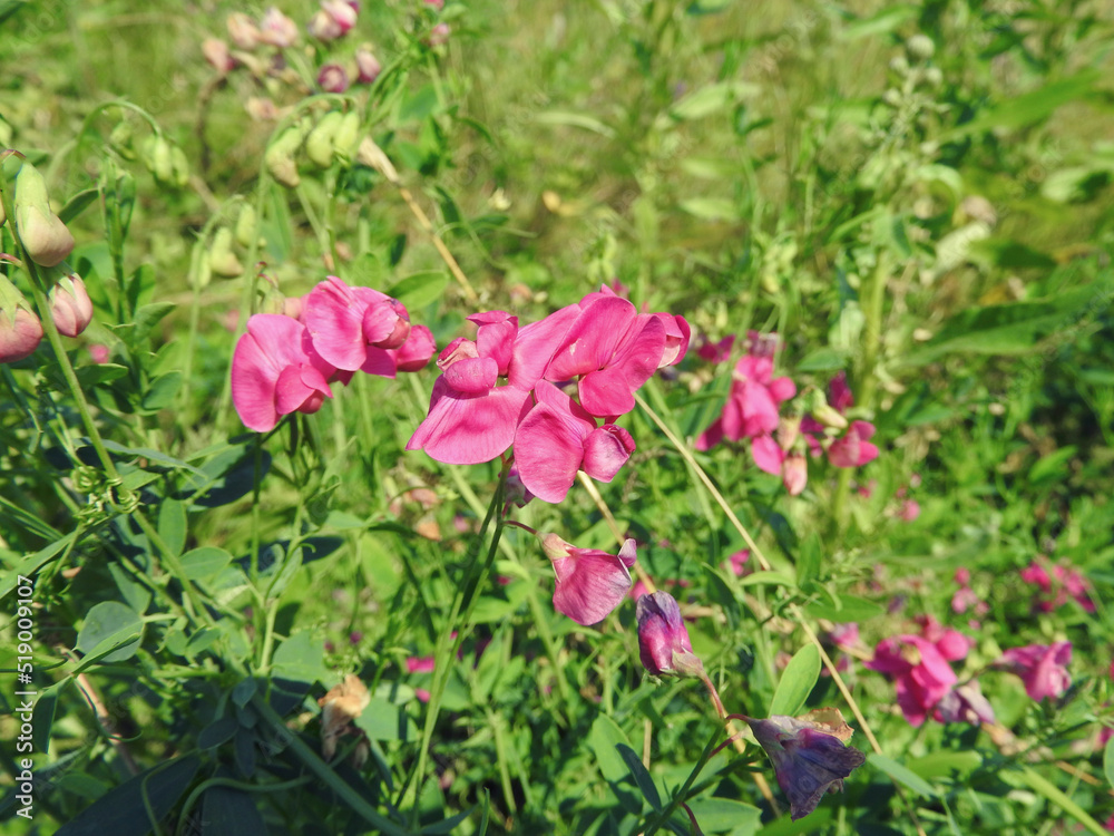 pink flowers in the garden