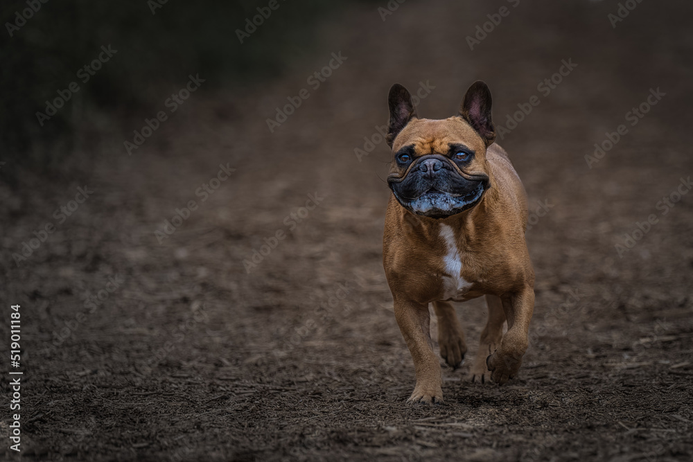 2022-07-23 A BROWN FRENCH BULLDOG WALKING DOWN A WOOD CHIP PATH WITH A BLURRY BACKGROUND 2022-07-23 A BROWN FRENCH BULLDOG WALKING DOWN A WOOD CHIP PATH WITH A BLURRY BACKGROUND