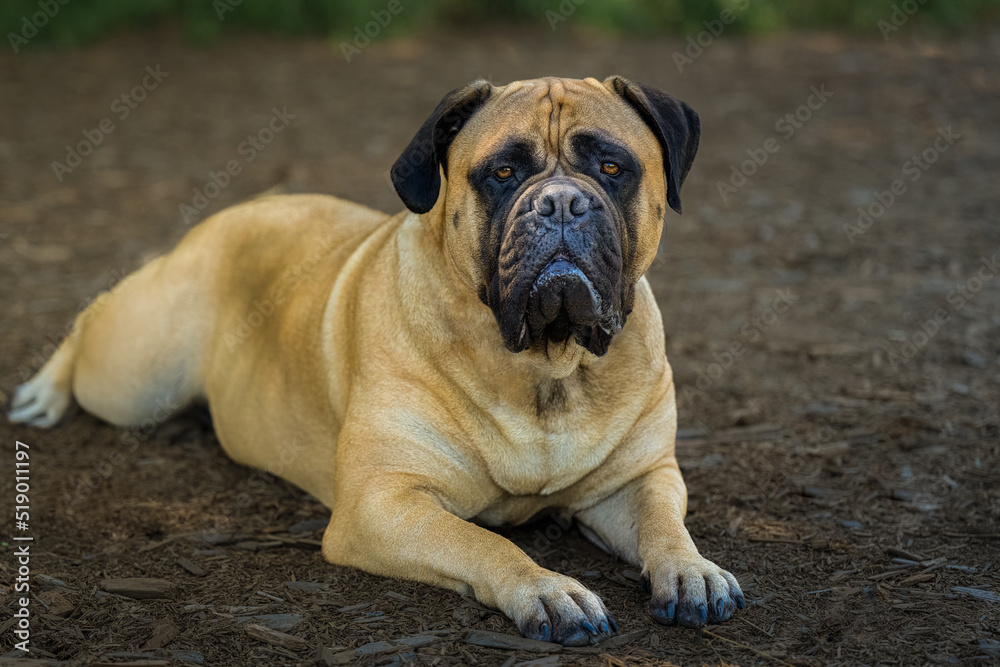2022-07-23 LARGE BULLMASTIFF LYING DOWN STARING STRAIGHT OUT WITH NICE EYES AND A BLURRY BACKGROUND ON MERCER ISLAND WASHINGTON