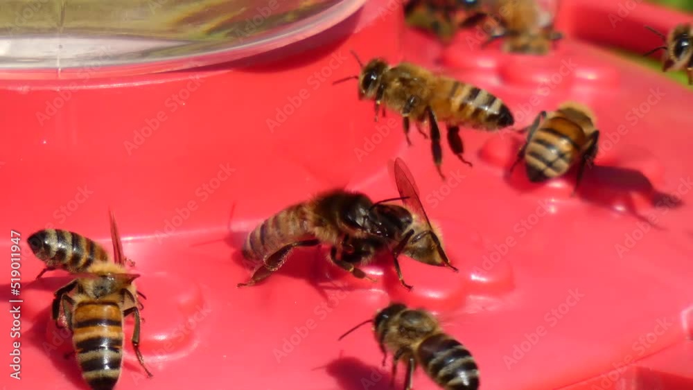 Bees not sharing, slow motion closeup Montana