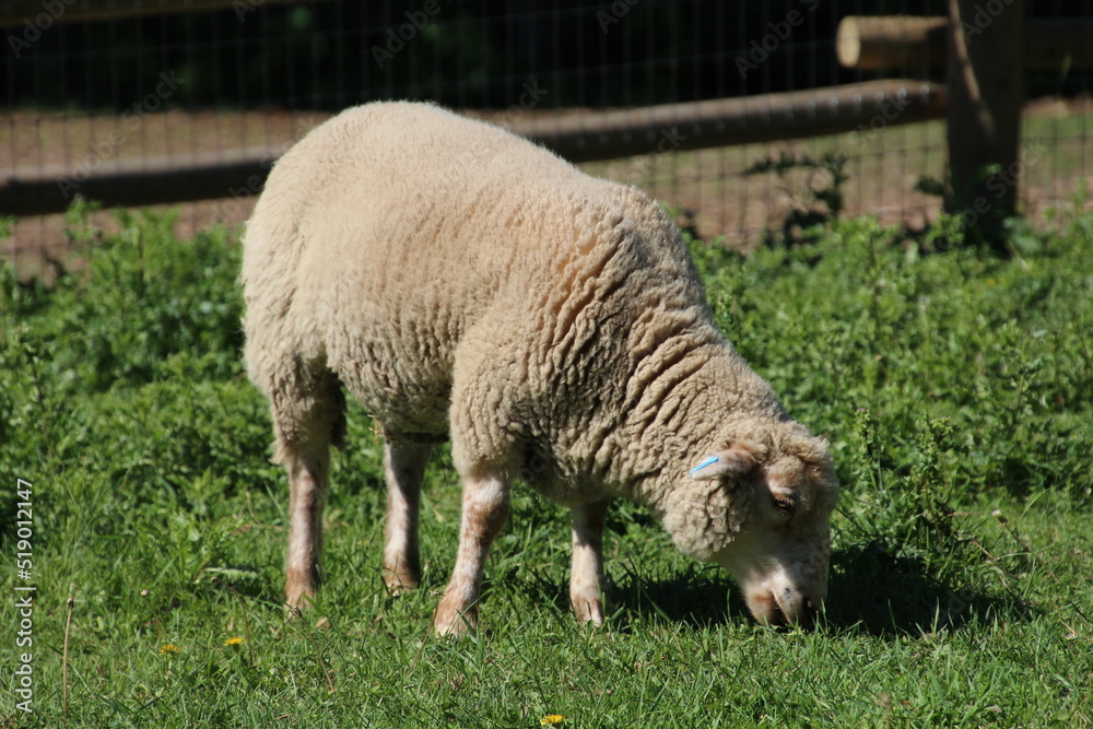 sheep in the meadow, Fort Edmonton Park, Edmonton, Alberta