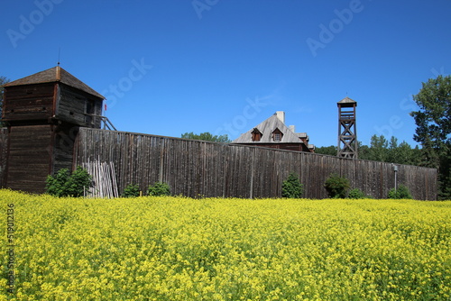 Canola Field Outside The Fort, Fort Edmonton Park, Edmonton, Alberta