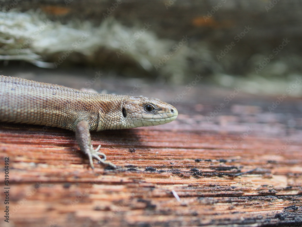 Fototapeta premium A small gray nimble lizard. Close-up.