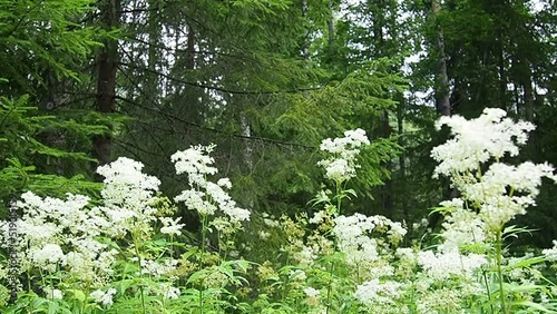 Filipendula vulgaris, dropwort or fern-leaf dropwort, is a perennial herbaceous plant in the family Rosaceae, closely related to meadowsweet Filipendula ulmaria. Slow motion. Walk in forest. photo